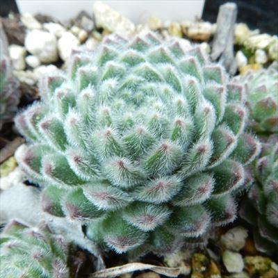 日本花キ流通 多肉植物 onセンペルビウム パシフィックグレース 9cm