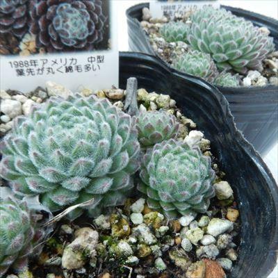 日本花キ流通 多肉植物 onセンペルビウム パシフィックグレース 9cm
