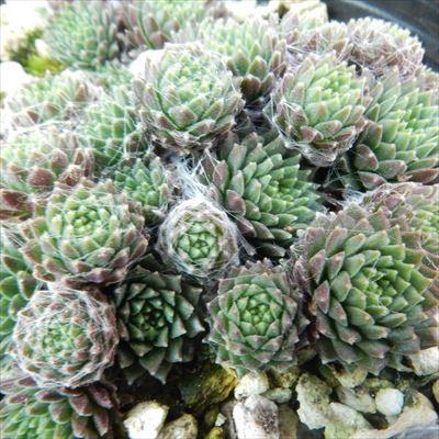 日本花キ流通 多肉植物 onセンペルビウム アラクノイディウム