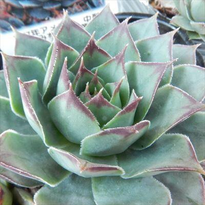 日本花キ流通 多肉植物 onセンペルビウム ブルーボーイ 9cmポット