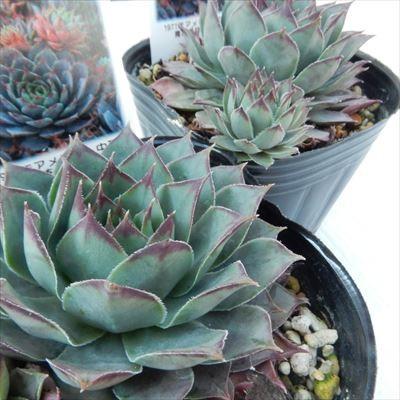 日本花キ流通 多肉植物 onセンペルビウム ブルーボーイ 9cmポット