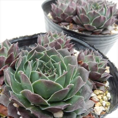 日本花キ流通 多肉植物 onセンペルビウム プルプレウム 9cmポット