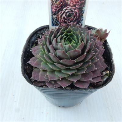 日本花キ流通 多肉植物 onセンペルビウム ラモッティ 9cmポット