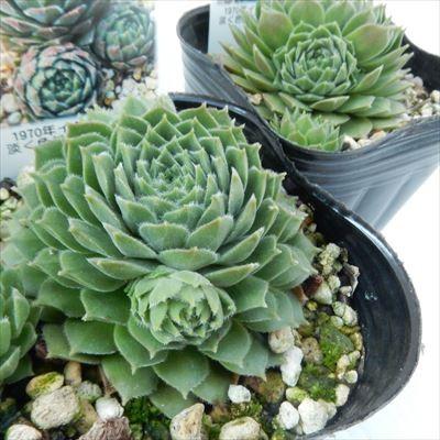 日本花キ流通 多肉植物 onセンペルビウム ロージー 9cmポット
