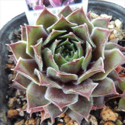 日本花キ流通 多肉植物 onセンペルビウム 笑牡丹 9cmポット : フラワー