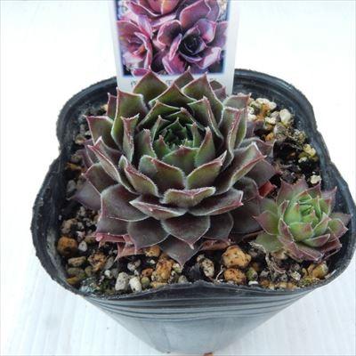 センペルビウム　笑牡丹 日本花キ流通 多肉植物 onセンペルビウム 笑牡丹 9cmポット : フラワー