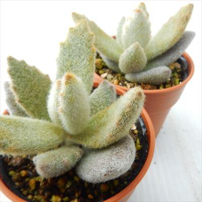 専用‼︎多肉植物^o^  ラッキーガール 日本花キ流通 多肉植物 hmカランコエ ラッキーガール カランコエ