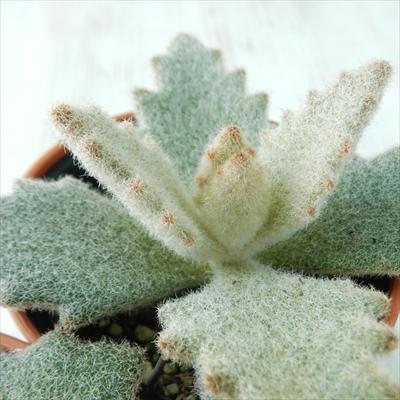 日本花キ流通 多肉植物 hmカランコエ ラッキーガール カランコエ