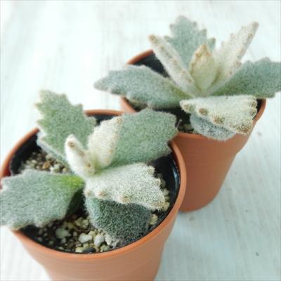 専用‼︎多肉植物^o^  ラッキーガール 日本花キ流通 多肉植物 hmカランコエ ラッキーガール カランコエ