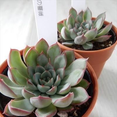 多肉植物 Hmエケベリア 花の薔薇 多肉植物 エケベリア 6cmポット Ori 001 001 フラワーネット日本花キ流通 通販 Yahoo ショッピング