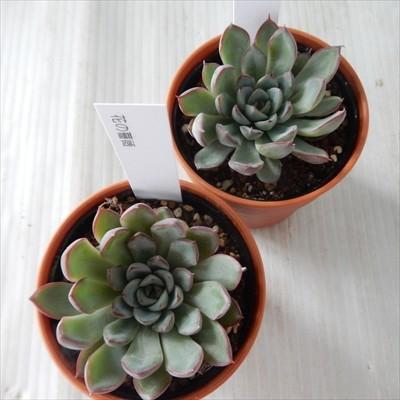 多肉植物 Hmエケベリア 花の薔薇 多肉植物 エケベリア 6cmポット Ori 001 001 フラワーネット日本花キ流通 通販 Yahoo ショッピング