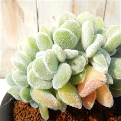 日本花キ流通 多肉植物 osエケベリア フロスティー綴化 おもしろ