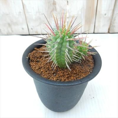 日本花キ流通 多肉植物 osユーフォルビア インコンスタンチア おもしろ