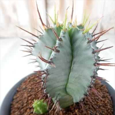 多肉植物 Osユーフォルビア ホリダ おもしろ多肉植物 Os 001 002 フラワーネット日本花キ流通 通販 Yahoo ショッピング
