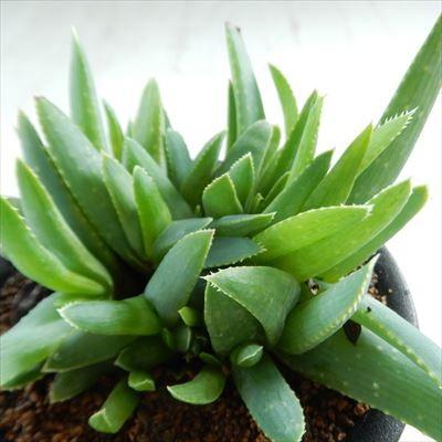 日本花キ流通 多肉植物 osアロエ ピクシー おもしろ多肉植物