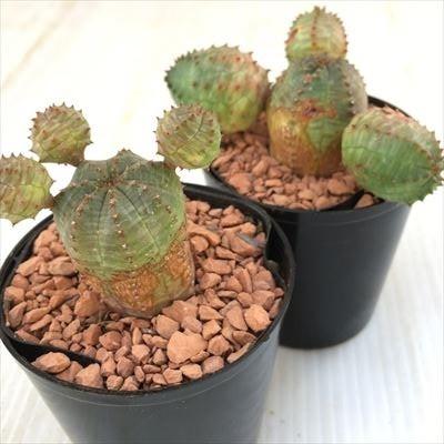 ⑥雌花 オベサ ユーフォルビア 種付き ユーフォルビア オベサ S［雌株］タネ付 × 森田昌求 作「CLAW