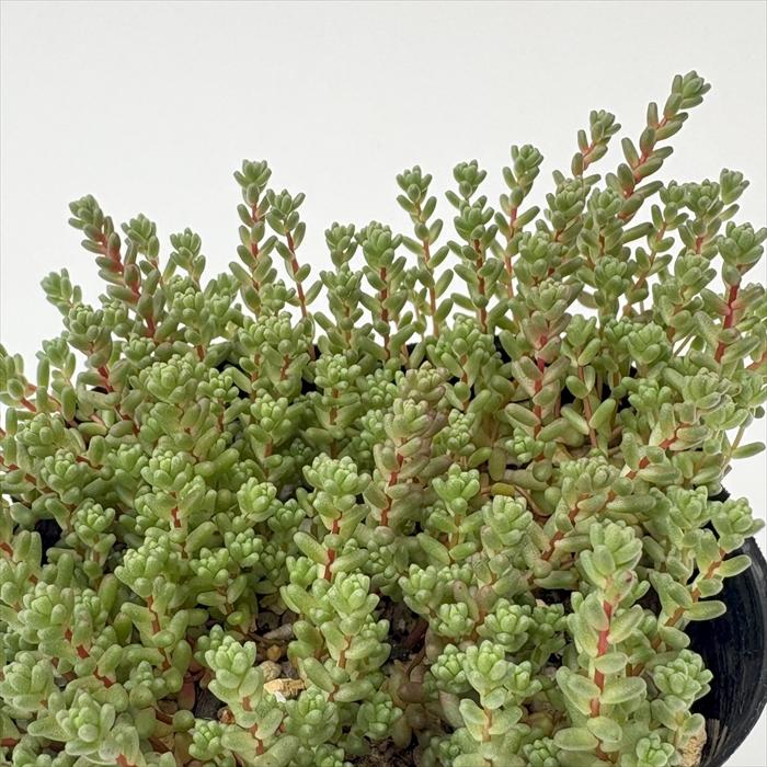 多肉植物　セダム　ステフコ　50 カット セダム ステフコ : にじはなPlants - 通販 - Yahoo!ショッピング