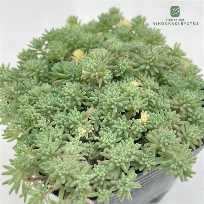多肉植物 Seセダム クリームソーダ 斑入りパリダム 多肉植物 セダム 9cmポット Se 001 001 フラワーネット日本花キ流通 通販 Yahoo ショッピング