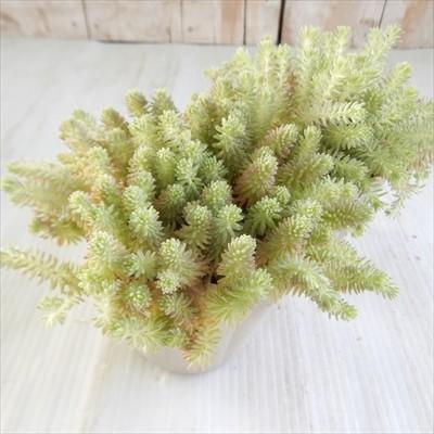 多肉植物 Seセダム クリームソーダ 斑入りパリダム 多肉植物 セダム 9cmポット Se 001 001 フラワーネット日本花キ流通 通販 Yahoo ショッピング
