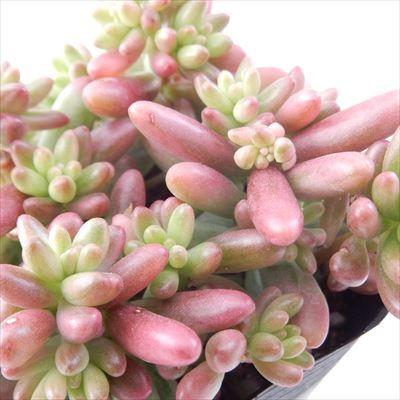 多肉植物 seセダム オーロラ 多肉植物 セダム 9cmポット｜flower-net