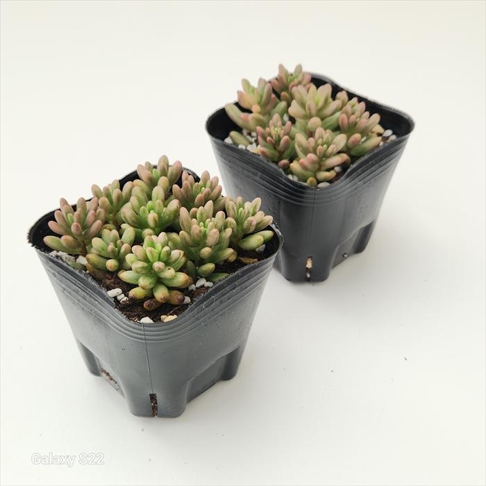 日本花キ流通 多肉植物 seセダム オーロラ セダム 9cmポット 日本花キ流通 多肉植物 seセダム オーロラ セダム 9cmポット