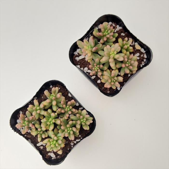 日本花キ流通 多肉植物 seセダム オーロラ セダム 9cmポット 日本花キ流通 多肉植物 seセダム オーロラ セダム 9cmポット