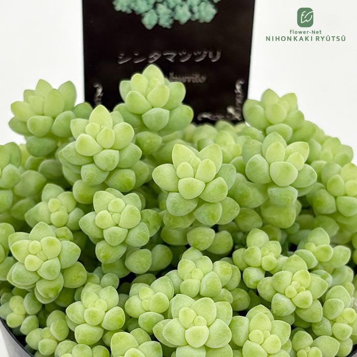 多肉植物　新玉つづり　5苗 多肉植物 seセダム ばらまき新玉つづり タマツヅリ 信華園さんの苗 7.5