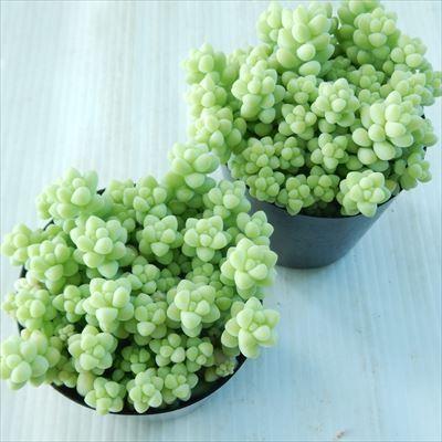 多肉植物 Seセダム ばらまき新玉つづり タマツヅリ 多肉植物 セダム 7 5cmポット Se 101 005 フラワーネット日本花キ流通 通販 Yahoo ショッピング
