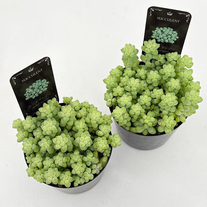 多肉植物 seセダム ばらまき新玉つづり タマツヅリ 信華園さんの苗 7.5