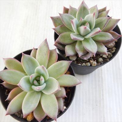 日本花キ流通 多肉植物 skエケベリア リンゼアナ エケベリア 7.5 日本花キ流通 多肉植物 skエケベリア リンゼアナ エケベリア 7.5