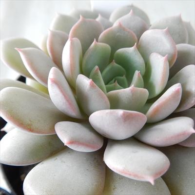 日本花キ流通 多肉植物 skエケベリア クララ 多肉植物 エケベリア 7.5