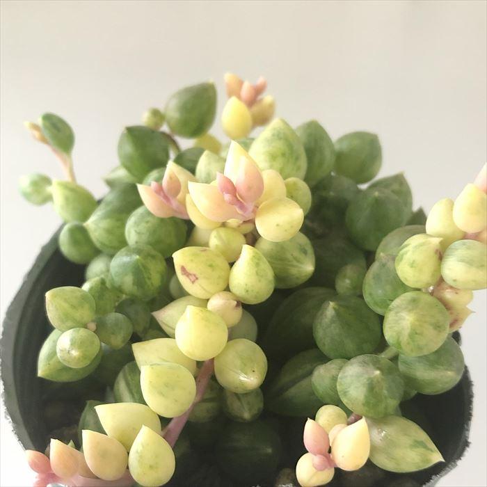 日本花キ流通 多肉植物 seエンジェルティアーズ錦 7.5cmポット 日本花キ流通 多肉植物 seエンジェルティアーズ錦 7.5cmポット