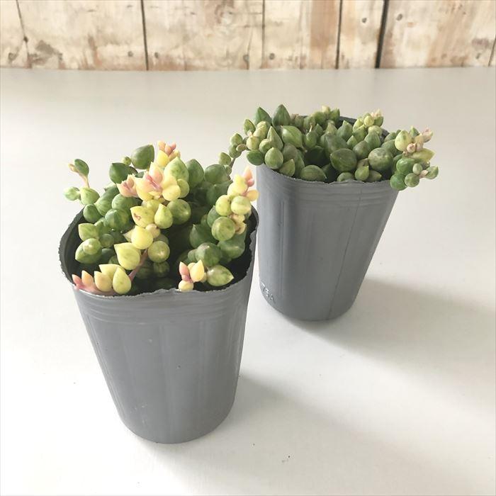 日本花キ流通 多肉植物 seエンジェルティアーズ錦 7.5cmポット 日本花キ流通 多肉植物 seエンジェルティアーズ錦 7.5cmポット
