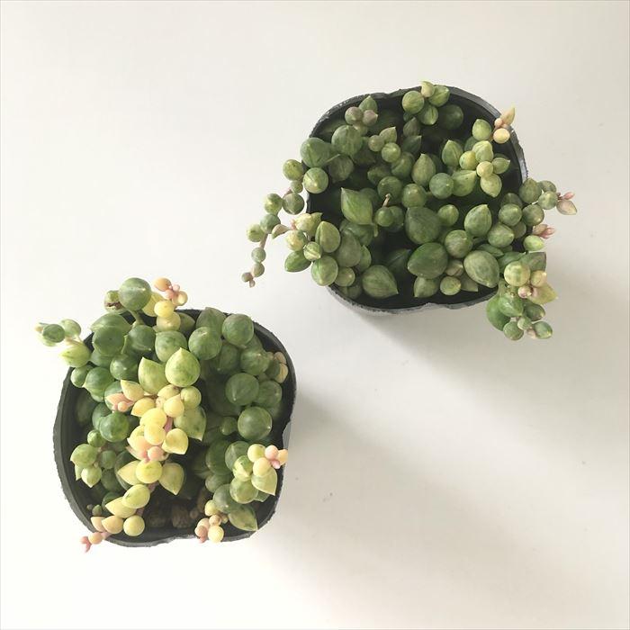 日本花キ流通 多肉植物 seエンジェルティアーズ錦 7.5cmポット 日本花キ流通 多肉植物 seエンジェルティアーズ錦 7.5cmポット