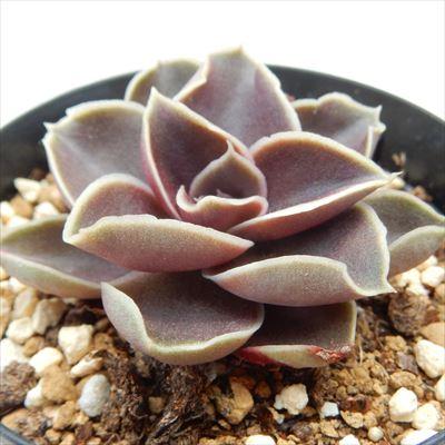 日本花キ流通 多肉植物 skエケベリア ブラックローズ 多肉植物
