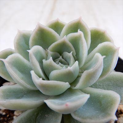 多肉植物 Skエケベリア 霜椿 多肉植物 エケベリア 7 5cmポット Sw 001 009 フラワーネット日本花キ流通 通販 Yahoo ショッピング