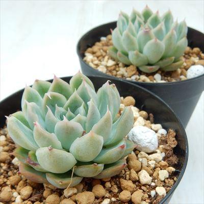 日本花キ流通 多肉植物 skエケベリア 霜椿 エケベリア 7.5cmポット  
