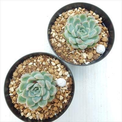 日本花キ流通 多肉植物 skエケベリア 霜椿 エケベリア 7.5cmポット  