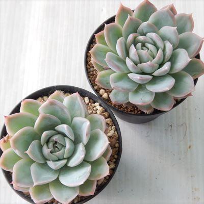 多肉植物 Swkエケベリア カリビアンブルー ローラ ラズベリーアイス 多肉植物 エアーマジック 韓国苗 エケベリア 7 5cmポット Swk 001 045 フラワーネット日本花キ流通 通販 Yahoo ショッピング