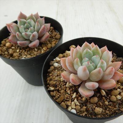 日本花キ流通 多肉植物 skエケベリア オレンジシャーベット エケベリア 
