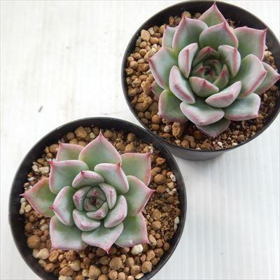 多肉植物 Swkエケベリア チャーミング 多肉植物 エアーマジック 韓国苗 エケベリア 7 5cmポット Swk 001 002 フラワーネット日本花キ流通 通販 Yahoo ショッピング