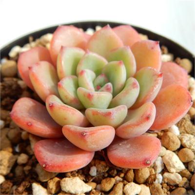 多肉植物　アメジスチヌム　カット苗1個 日本花キ流通 多肉植物 swkエケベリア Pisanello ピサネロ