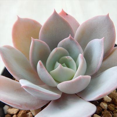 多肉植物 Swkエケベリア Alhambra アルハンブラ ラウイ交配 多肉植物 エケベリア 7 5cmポット Swk 001 001 フラワーネット日本花キ流通 通販 Yahoo ショッピング