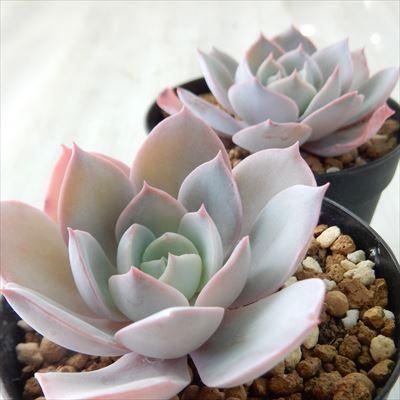 多肉植物 Swkエケベリア Alhambra アルハンブラ ラウイ交配 多肉植物 エケベリア 7 5cmポット Swk 001 001 フラワーネット日本花キ流通 通販 Yahoo ショッピング