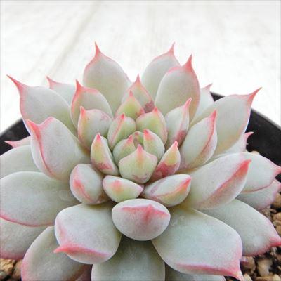 多肉植物 swkエケベリア ラストコンサート （ビンセントカット