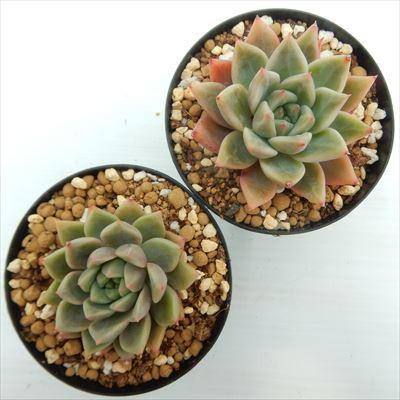 多肉植物 Skエケベリア プロリフェラ レッドエボニー 多肉植物 エケベリア 7 5cmポット Swk 001 019 フラワーネット日本花キ流通 通販 Yahoo ショッピング