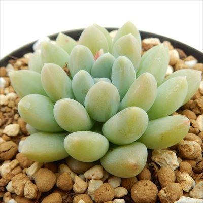 多肉植物 swkパキフィツム アロビー（アルビカンス×ベビーフィンガー） 多肉植物 エアーマジック 韓国苗 パキフィツム 7.5cmポット | 