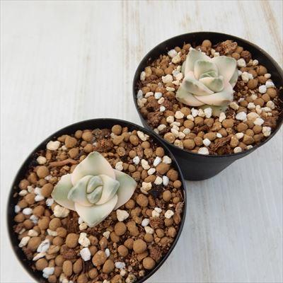 【鉢ごと宅急便】 ムーンストーン錦　胴切しっかり活着、元気いっぱい♪︎　多肉植物 ムーンストーン – 多肉植物の通販・販売サイト tawawa