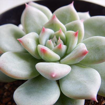 多肉植物 Skエケベリア マリア 多肉植物 エケベリア 7 5cmポット Swk 001 021 フラワーネット日本花キ流通 通販 Yahoo ショッピング