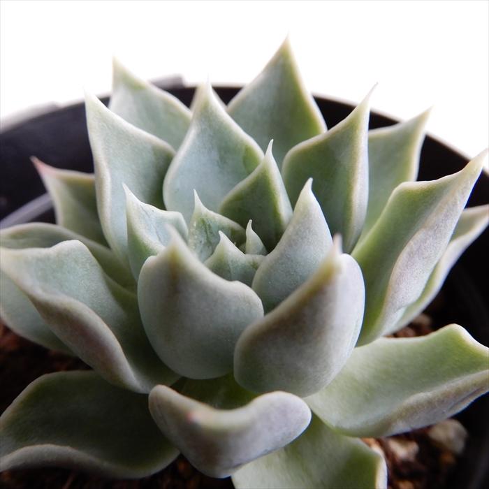 多肉植物 Skエケベリア オイノネ シムランス クスピタータメンチャカ 多肉植物 エケベリア 7 5cmポット Swk 001 014 フラワーネット日本花キ流通 通販 Yahoo ショッピング